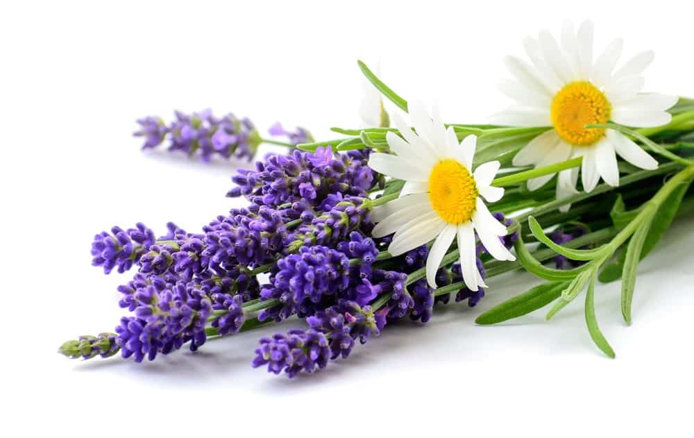 chamomile or lavender