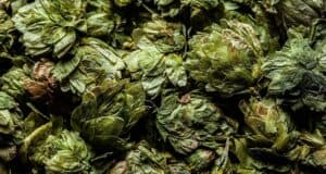 What Are Hops In Beer? [All Questions Answered]